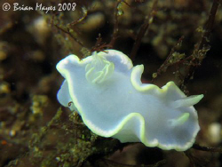 Glossodoris pallida, white to the eye, but when flashed t... by Brian Mayes 